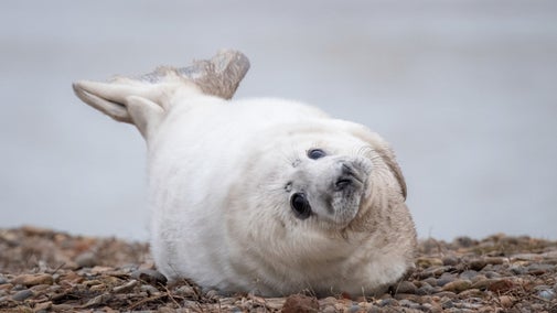 A grey seal pup on the shingle at Orford Ness
